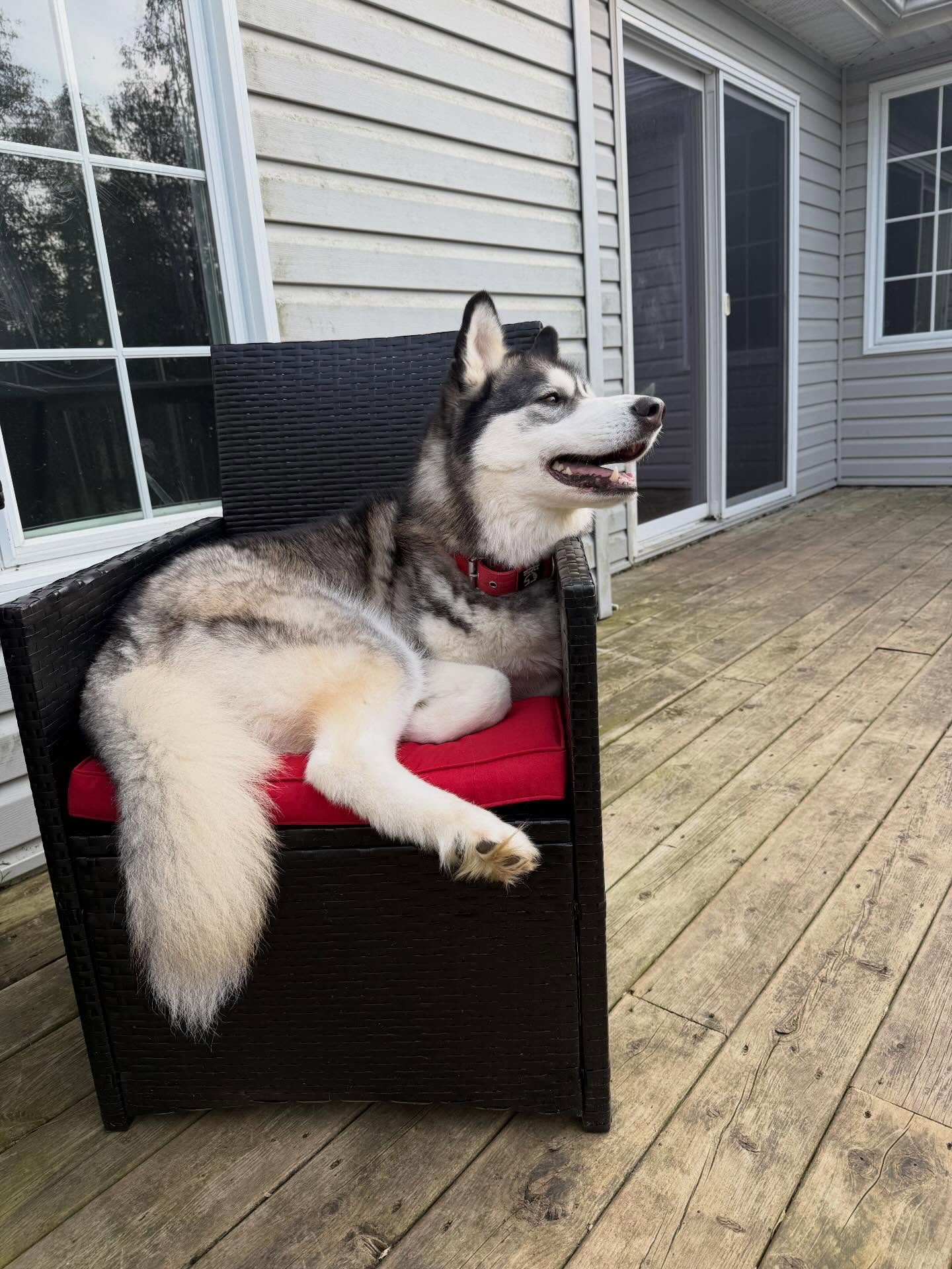 Malamute lounging on a patio chair