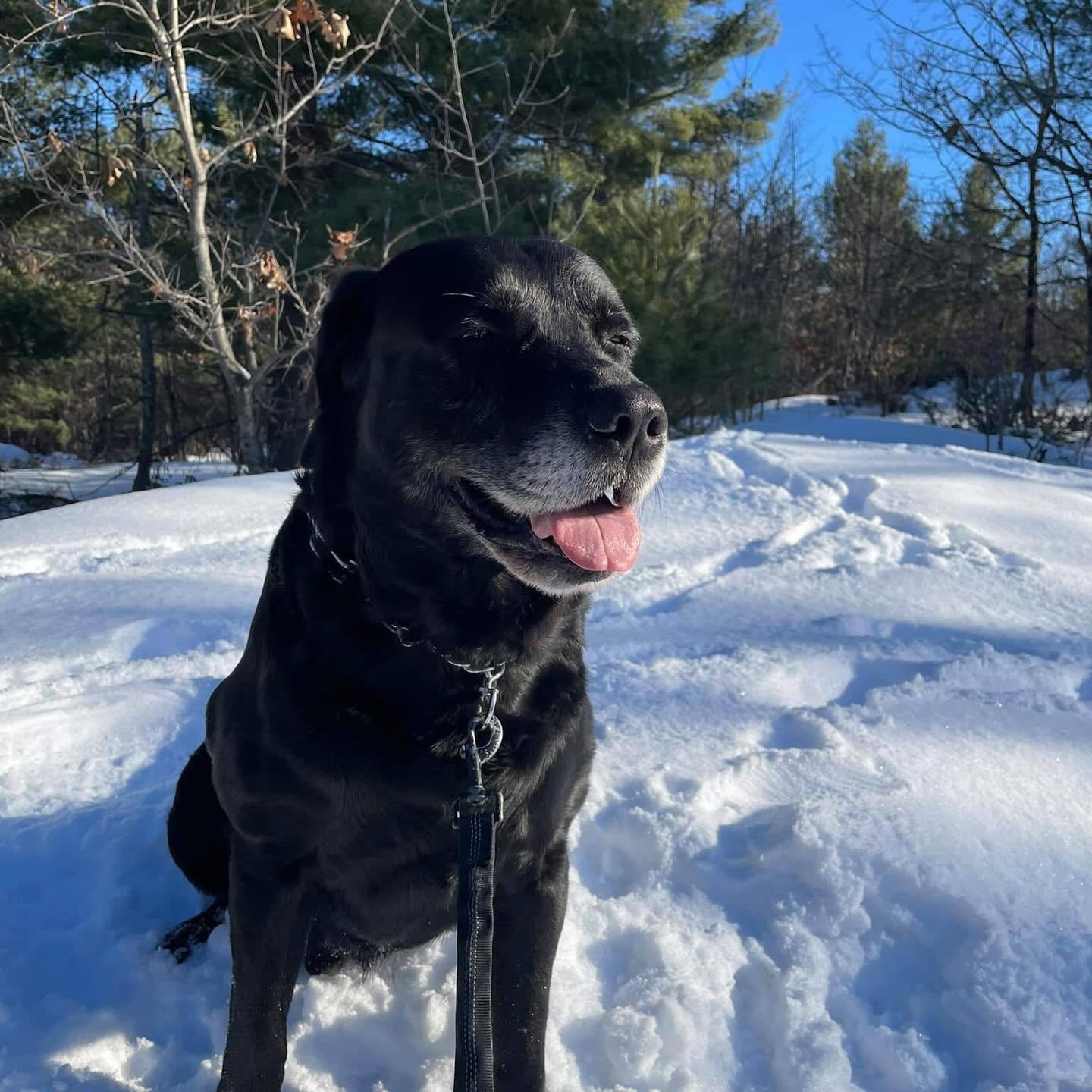 Black lab smiling in the snow