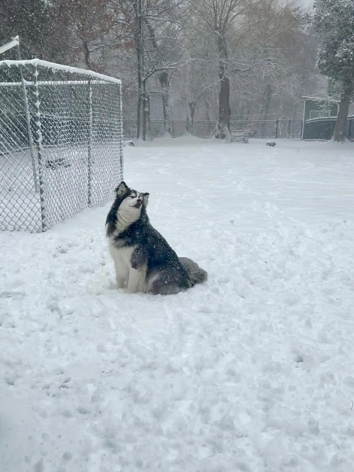 Husky enjoying falling snow